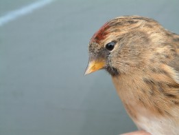 Kleine Barmsijs close up