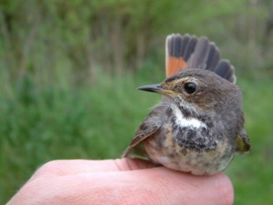 Blauwborst juveniel