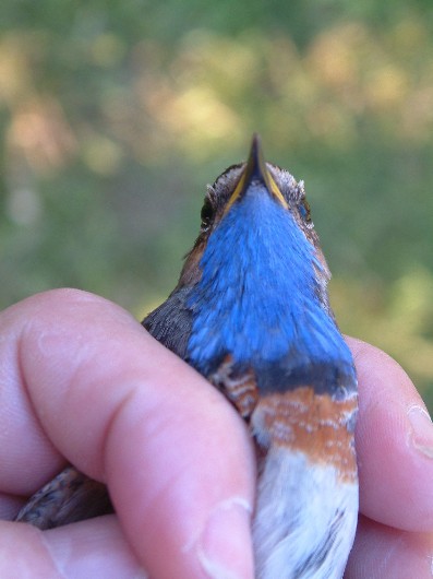 Blauwborst zonder "witte ster"