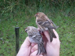 Grote en Kleine Barmsijs