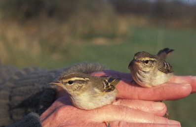 Twee Bladkoninkjes